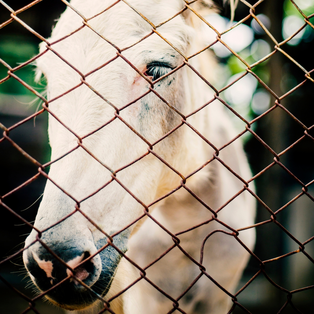 animal heaven shelter donkey