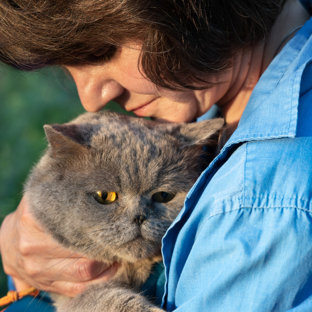 cat animal heaven shelter