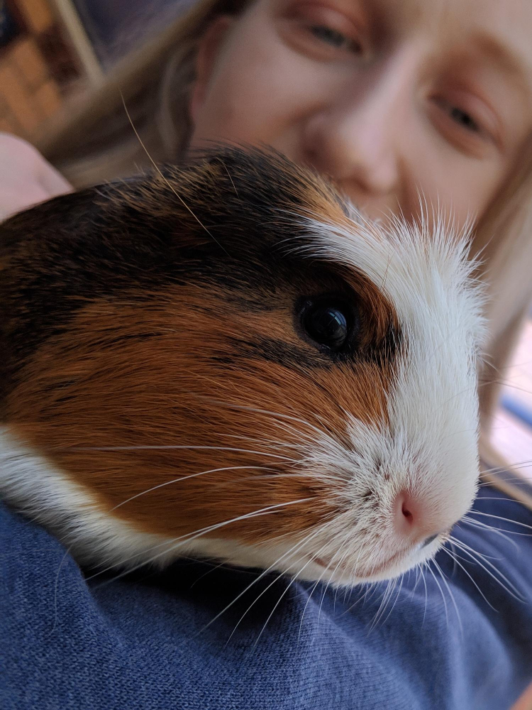 person guinea pig animal heaven